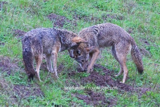 Coyote mated pair hunt together.