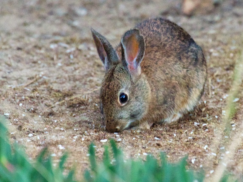 Brush Rabbits in San Francisco? | Coyote Yipps