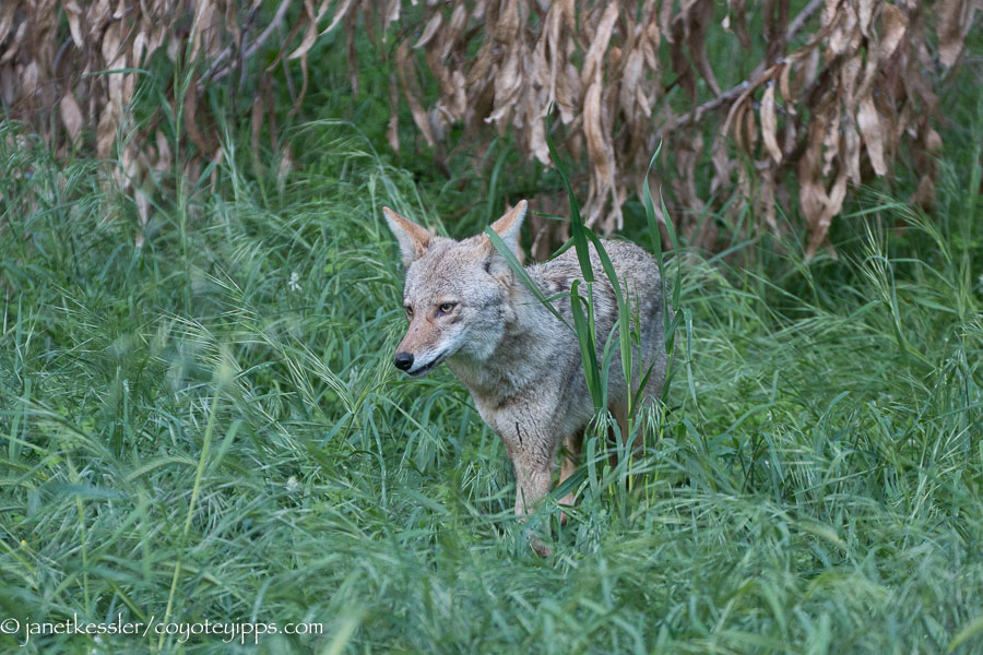 grass-coyote-yipps