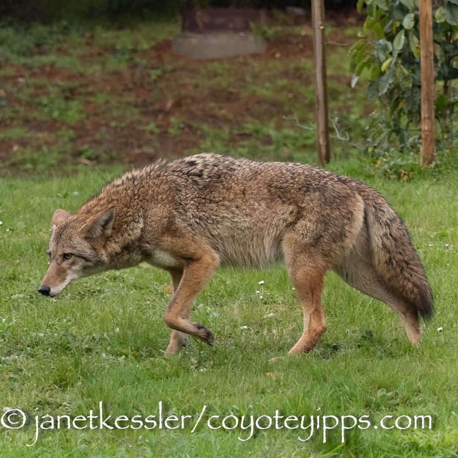 Eluding: Coyote Behavior | Coyote Yipps