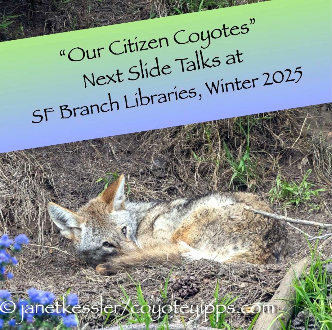 Coyotes yipping Coyote behavior Coyote Yipps