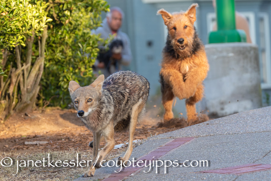 Coyotes: WHO are they?